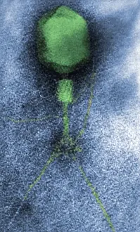 Tail Prints: Enterobacteria Phage T4, Capsid and Tail, TEM
