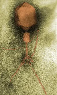 Tail Prints: Enterobacteria Phage T4, Capsid and Tail, TEM