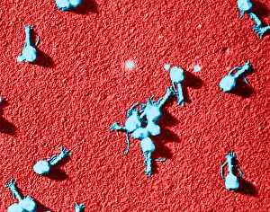 Tail Prints: Enterobacteria Phage T4, TEM