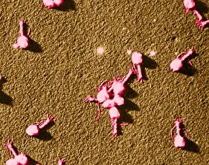 Tail Prints: Enterobacteria Phage T4, TEM