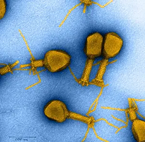 Tail Prints: Enterobacteria Phage T4, TEM