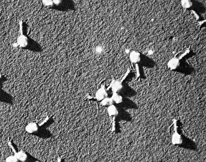 Tail Prints: Enterobacteria Phage T4, TEM