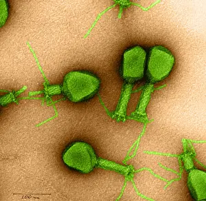 Pathogen Prints: Enterobacteria Phage T4, TEM