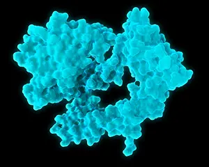 Division Prints: Epidermal Growth Factor Receptor