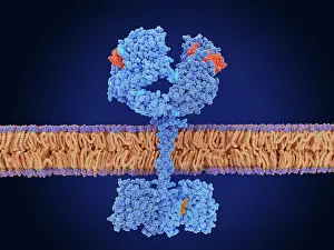Migration Prints: The epidermal growth factor receptor activated by EGF