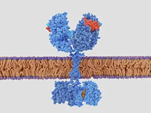 Migration Prints: The epidermal growth factor receptor activated by EGF