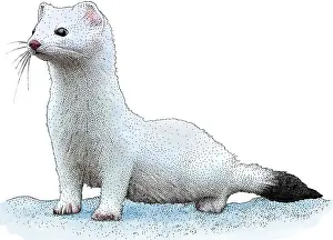Tailed Prints: Ermine