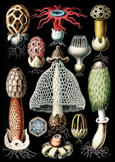 Mushroom Prints: Ernst Haeckel, Basidiomycota, Stinkhorn Mushrooms