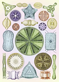 Forms Prints: Ernst Haeckel, Diatoms, Microalgae