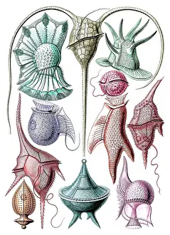 Science Source Collection Prints: Ernst Haeckel, Dinoflagellates