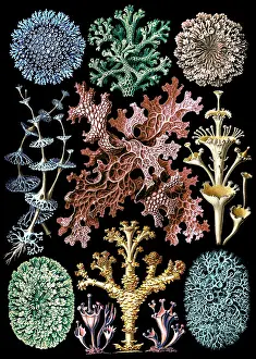 Forms Prints: Ernst Haeckel, Lichens