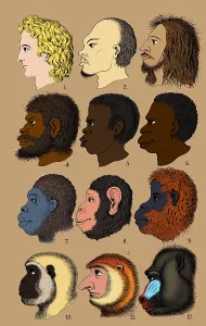Ernst Prints: Ernst Haeckel, Racist Evolutionary Theory, 1868