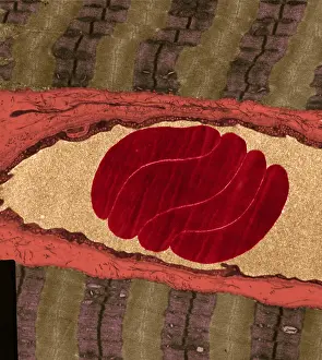 Histology Prints: Erythrocytes, Capillary, Muscle Fibers, TEM