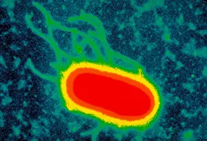 2000 Prints: Escherichia coli