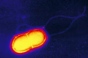 2000 Prints: Escherichia coli