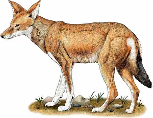 Wolf Prints: Ethiopian wolf