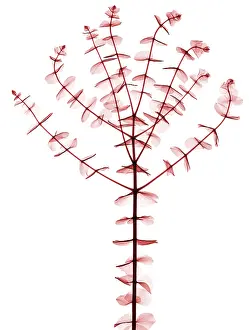 Horticulture Prints: Eucalyptus, X-ray