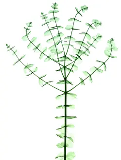 Horticulture Prints: Eucalyptus, X-ray