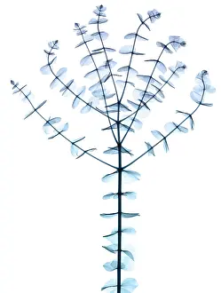 X Rays Prints: Eucalyptus, X-ray