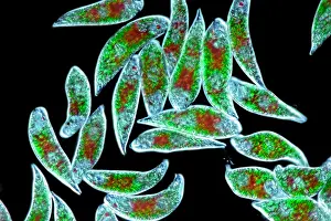 Flagellate Prints: Euglena Rubra, DIC