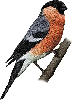 Europe Prints: Eurasian Bullfinch