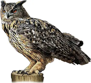 Bubo Prints: Eurasian eagle owl