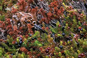 Icelandic Prints: Eurasian Golden Plover