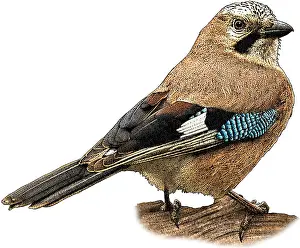 Europe Prints: Eurasian Jay