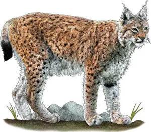 Europe Prints: Eurasian Lynx, Illustration