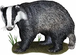 European Prints: European Badger