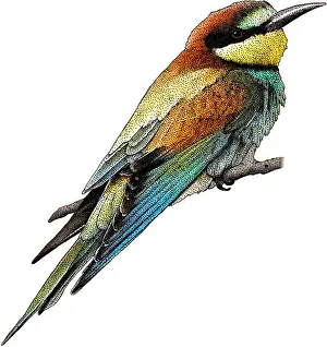 Europe Prints: European Bee Eater