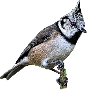 European Prints: European Crested Tit