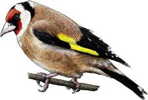 Songbird Prints: European Goldfinch