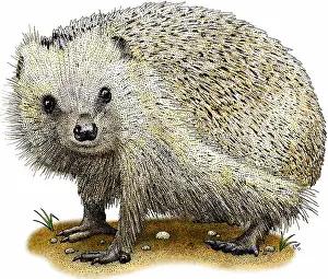 Floor Prints: European hedgehog