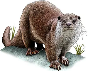 Europe Prints: European otter