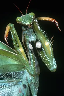 Insect Prints: European Praying Mantis, Insect