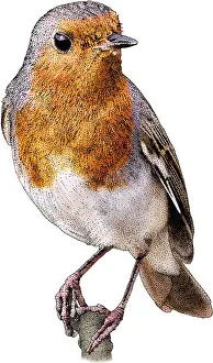 Europe Prints: European Robin