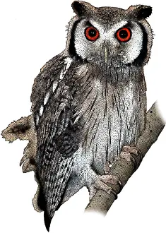 April Prints: European scops owl