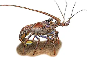 Crayfish Prints: European Spiny Lobster, Illustration