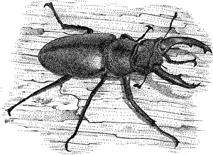 Beetle Prints: European Stag Beetle