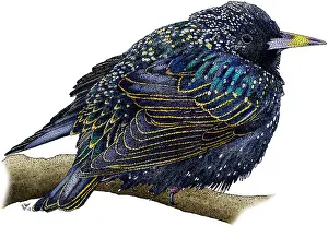 Songbird Prints: European Starling