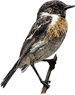 Europe Prints: European Stonechat