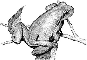 European Prints: European Tree Frog