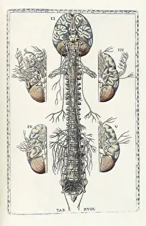 Cord Prints: Eustachi, 'Tabulae anatomicae', 1783