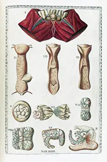 Musi Prints: Eustachi, 'Tabulae anatomicae', 1783