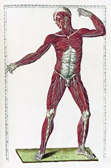 Musi Prints: Eustachi, 'Tabulae anatomicae', 1783