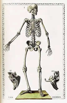 Musi Prints: Eustachi, 'Tabulae anatomicae', 1783
