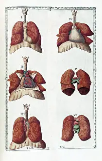 Respiratory Prints: Eustachi, 'Tabulae anatomicae', 1783