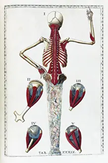 Musi Prints: Eustachi, 'Tabulae anatomicae', 1783