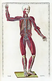 Musi Prints: Eustachi, 'Tabulae anatomicae', 1783